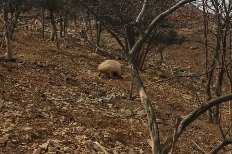 军兴复合弓狩猎展示